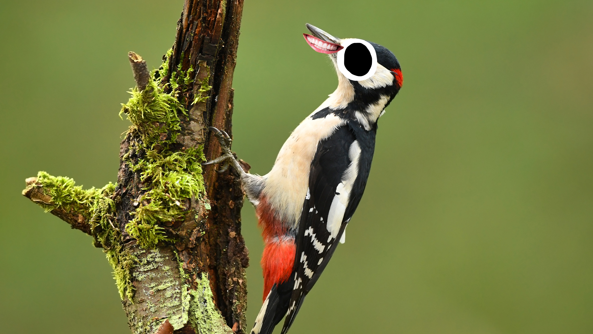 Goofy woodpecker