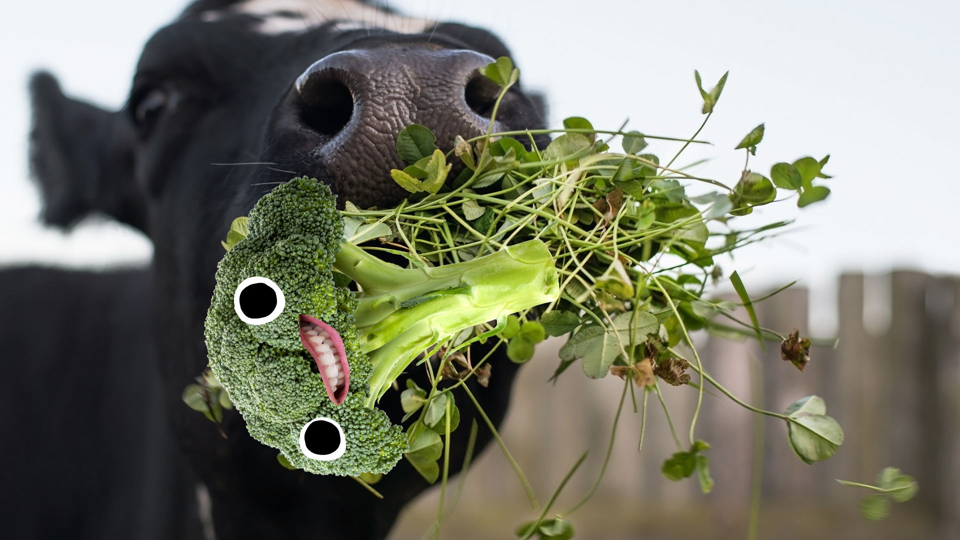 Beano broccoli being eaten by cow
