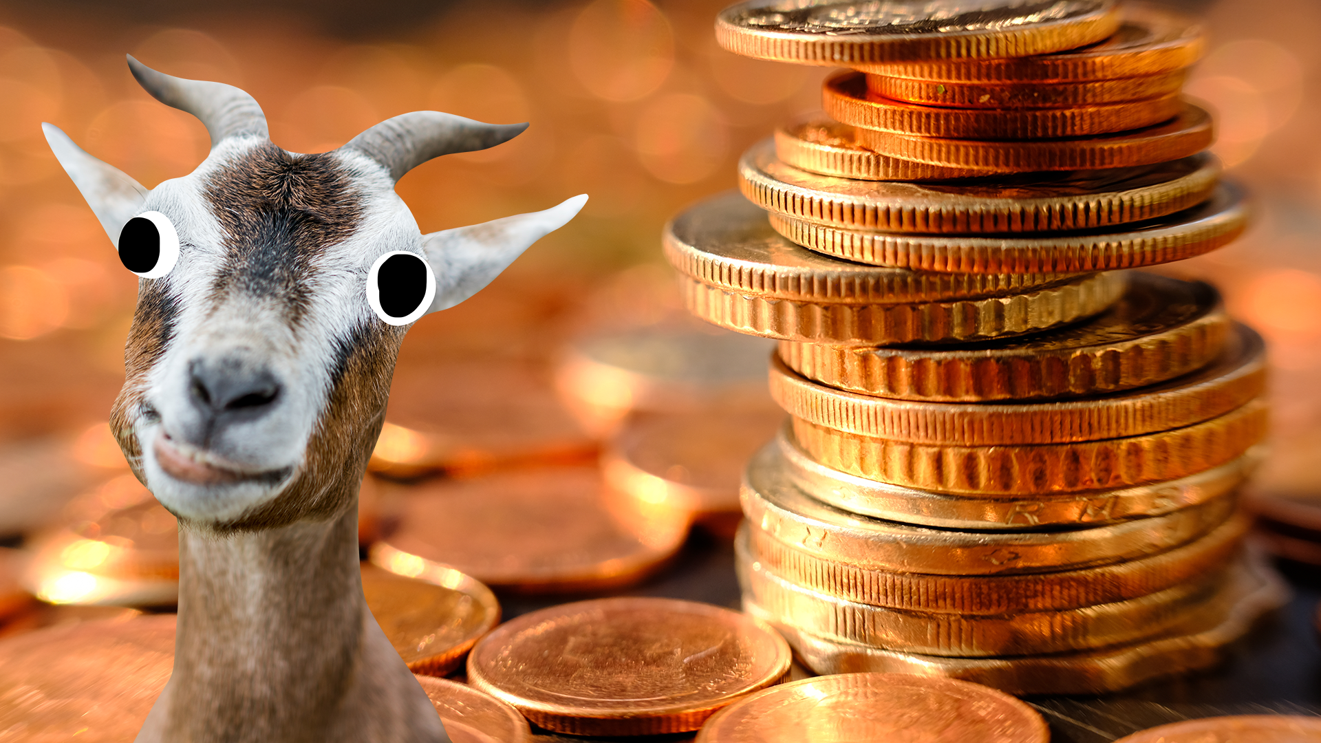 Stack on coins and a derpy goat