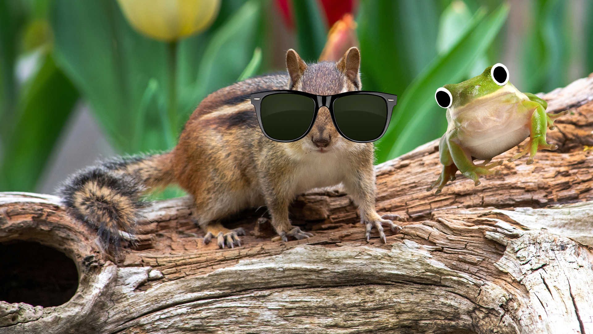 Chipmunk and frog