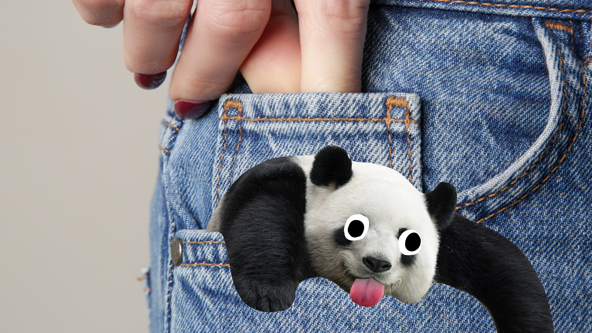 Derpy panda in someone's pocket