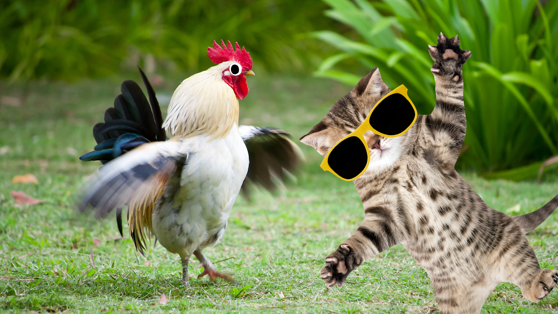 Kitten and chicken dancing