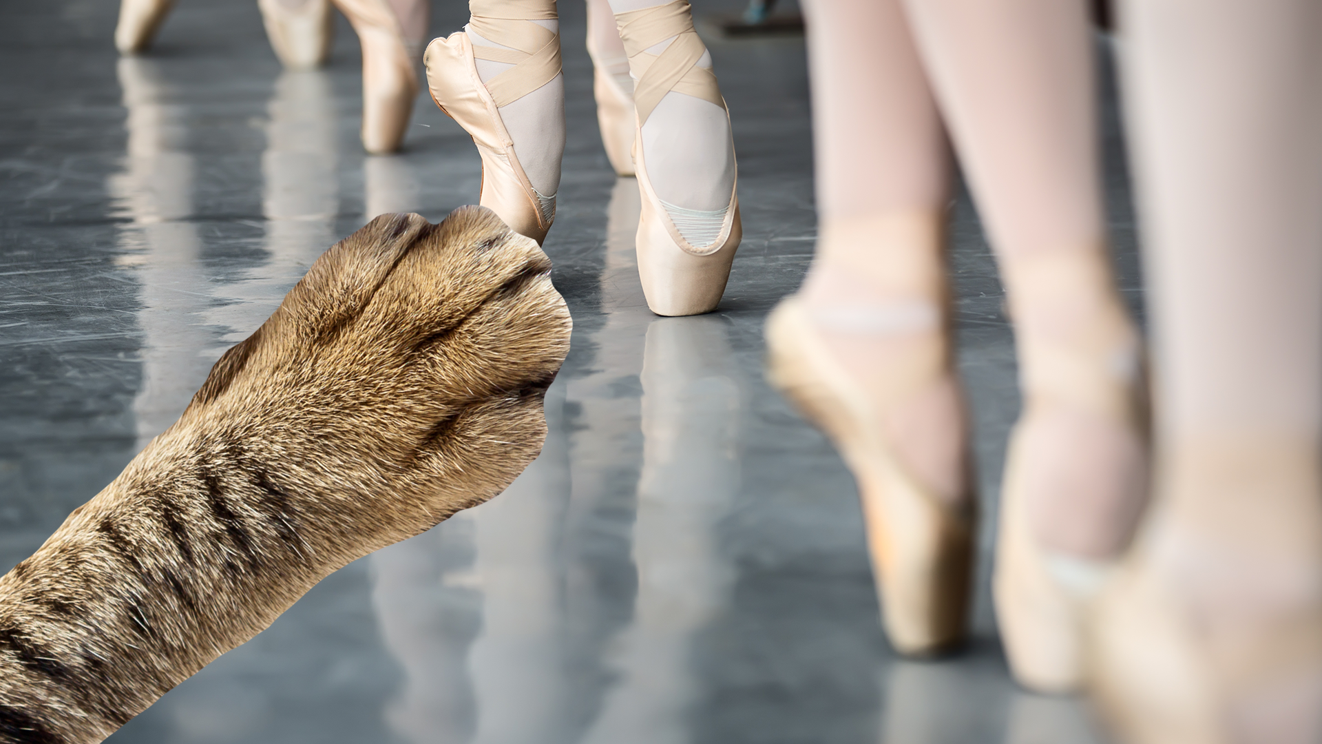 Cat paw reaching for ballet shoes