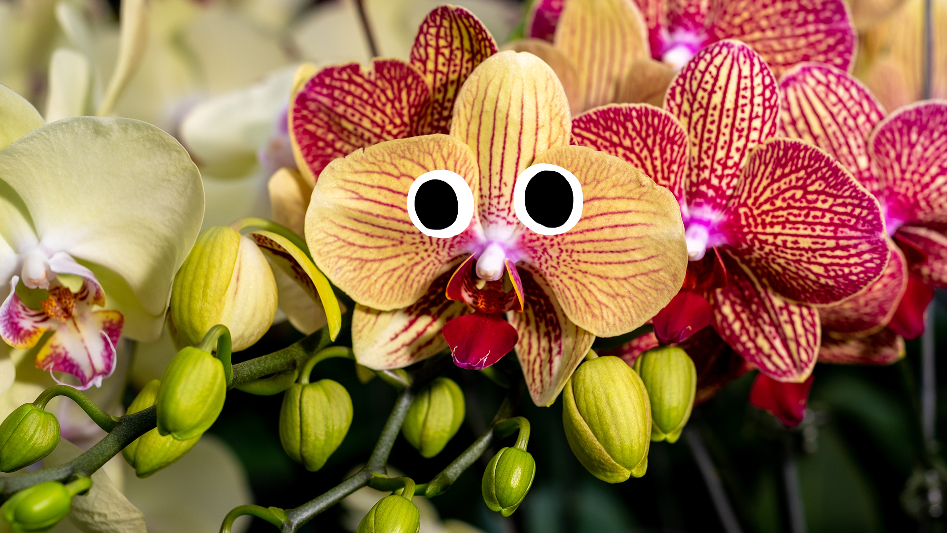 Orchid with eyes