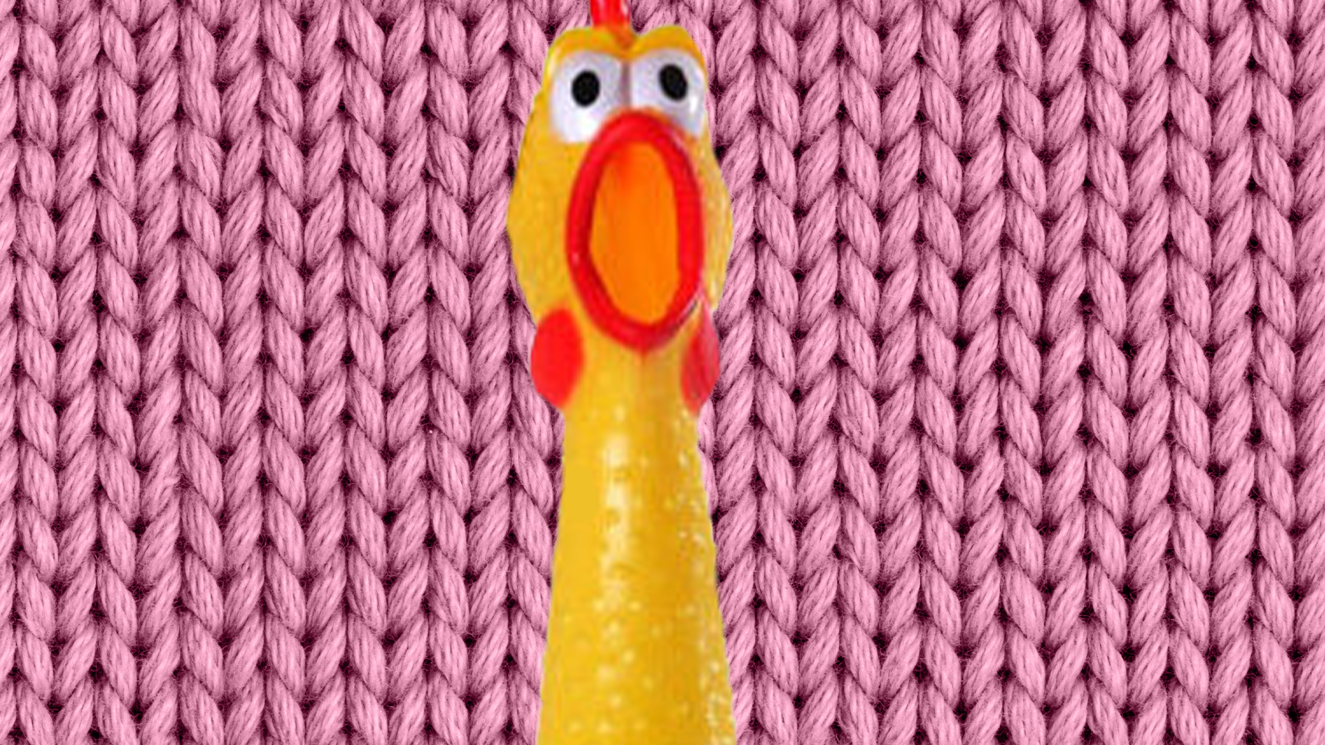 Rubber chicken on knitted background