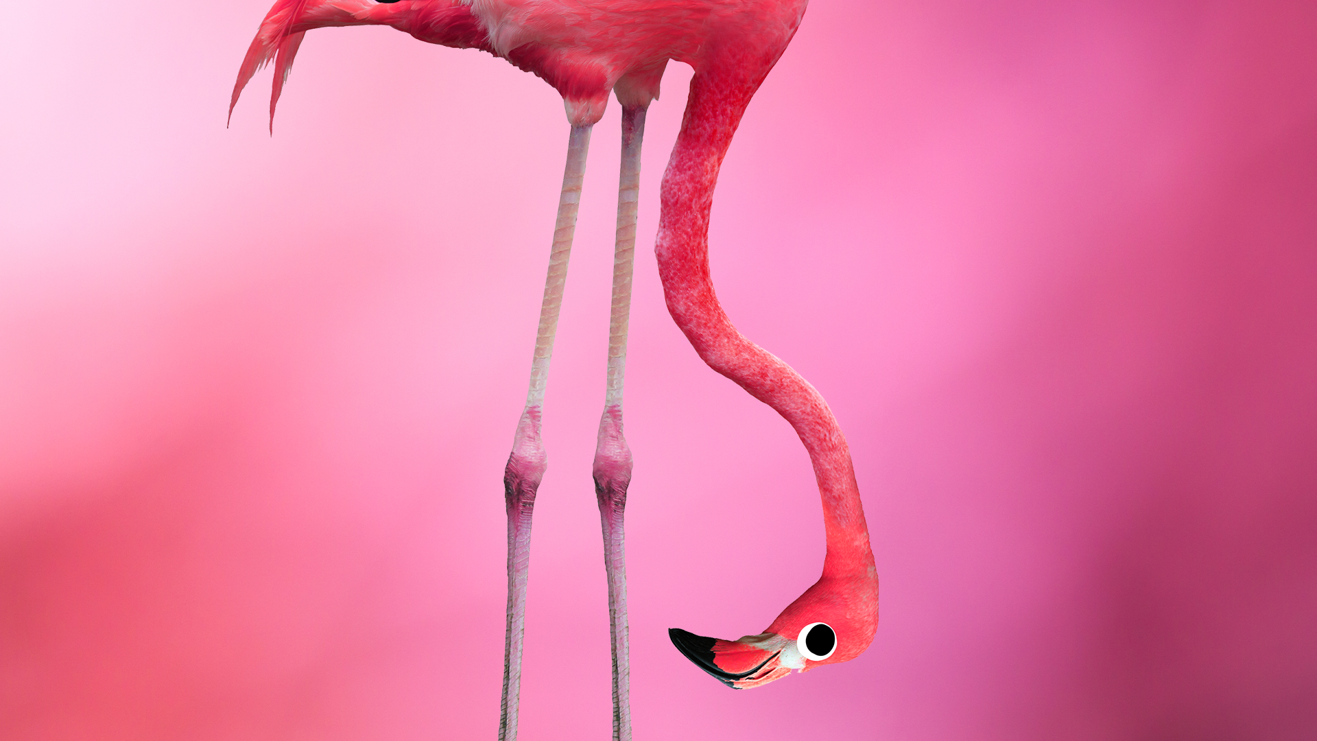 Goofy flamingo on pink background