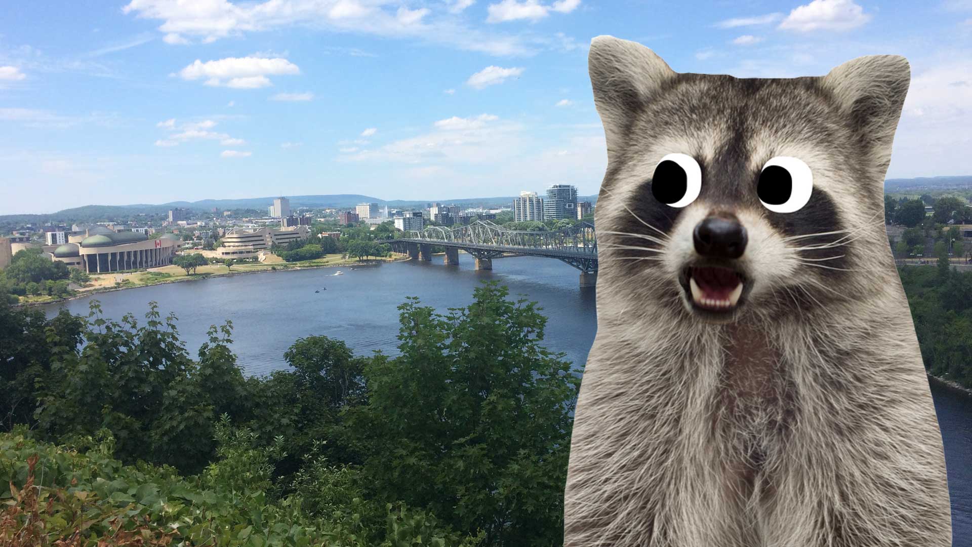 A racoon in Ottowa