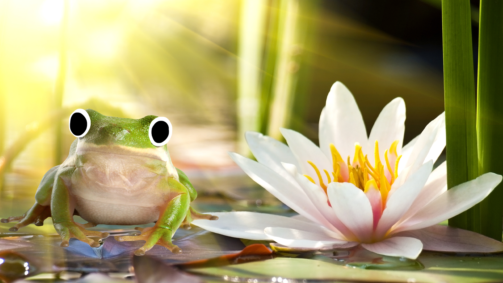 Water lily and Beano frog