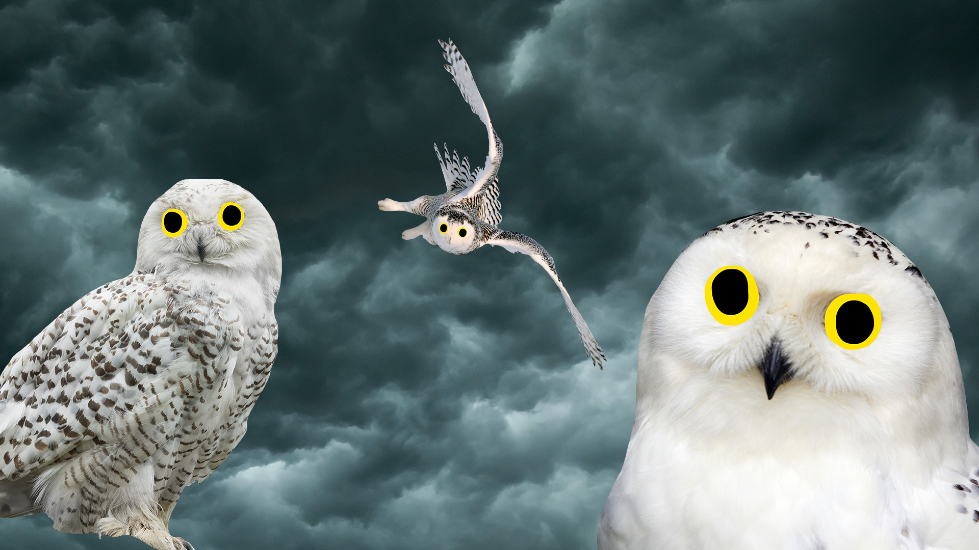 Three owls looking suspicious 