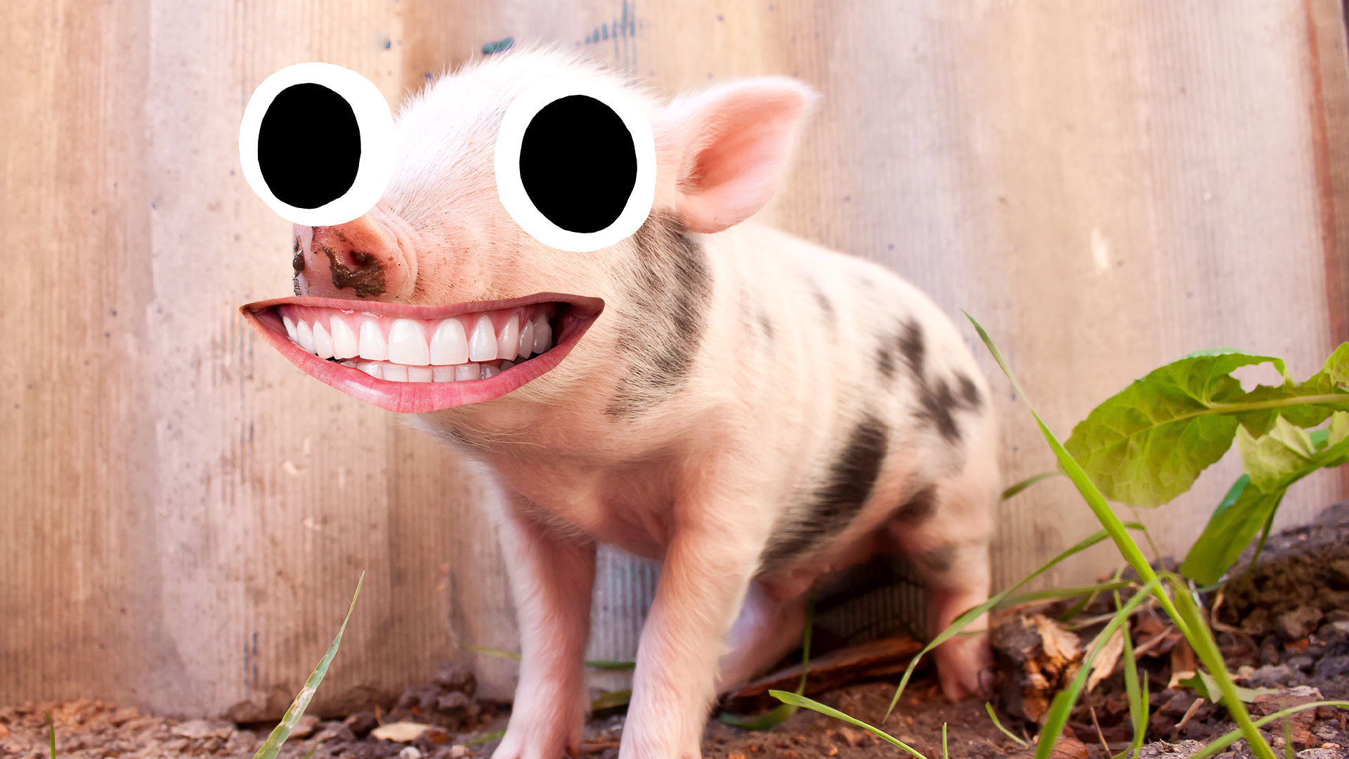 A silly pig