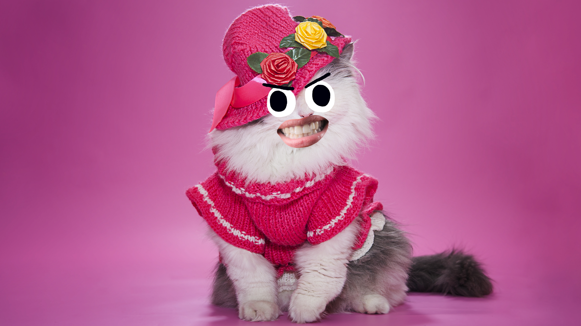 A cat dressed in pink