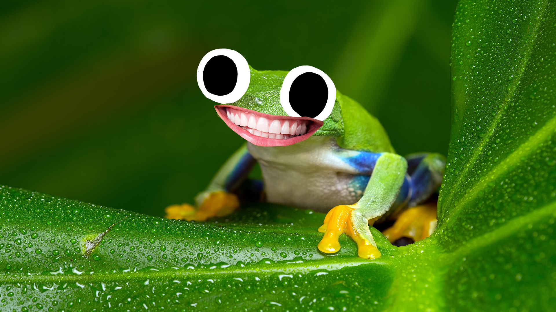 A silly frog
