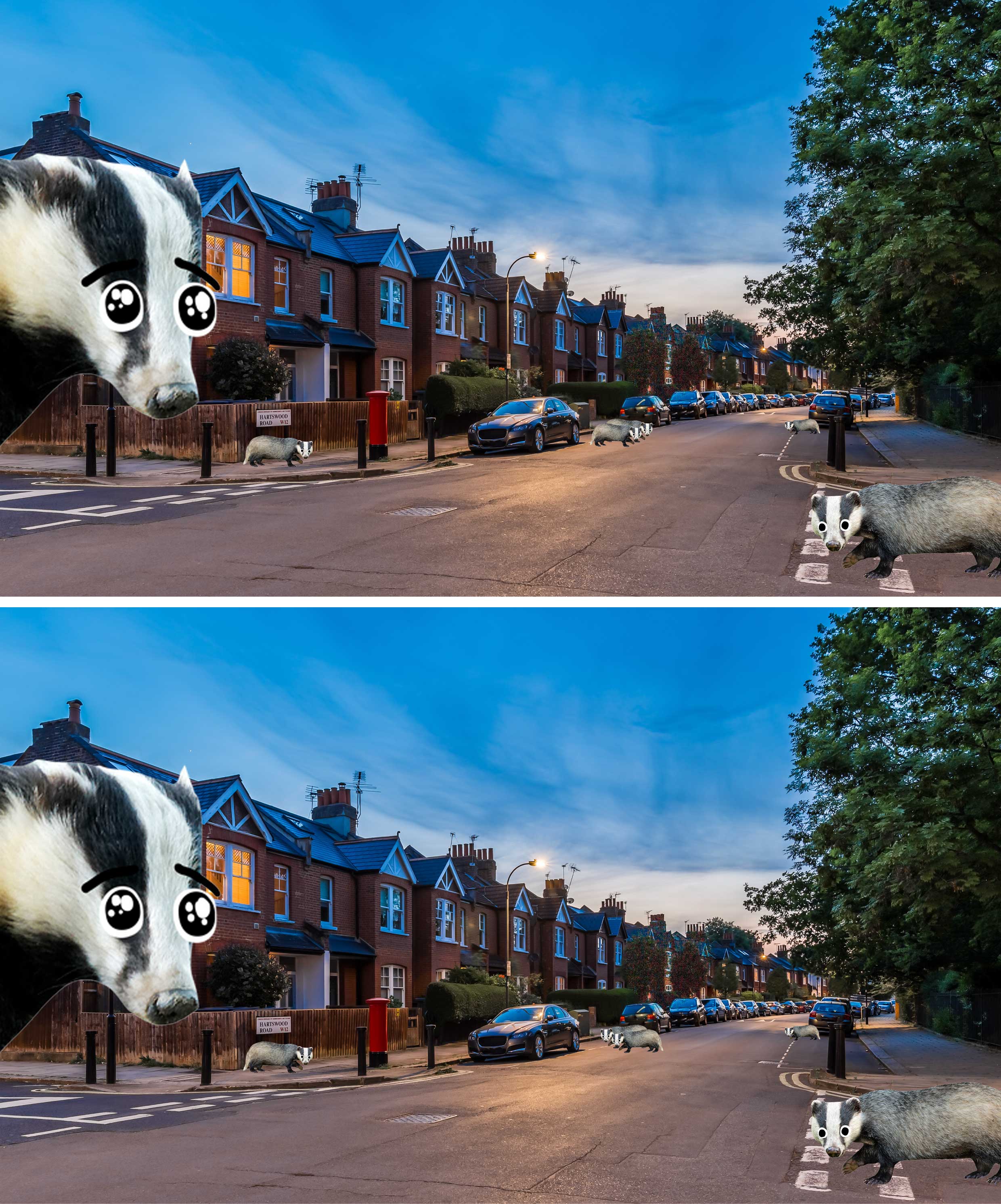Two similar images of badgers in a quiet London street