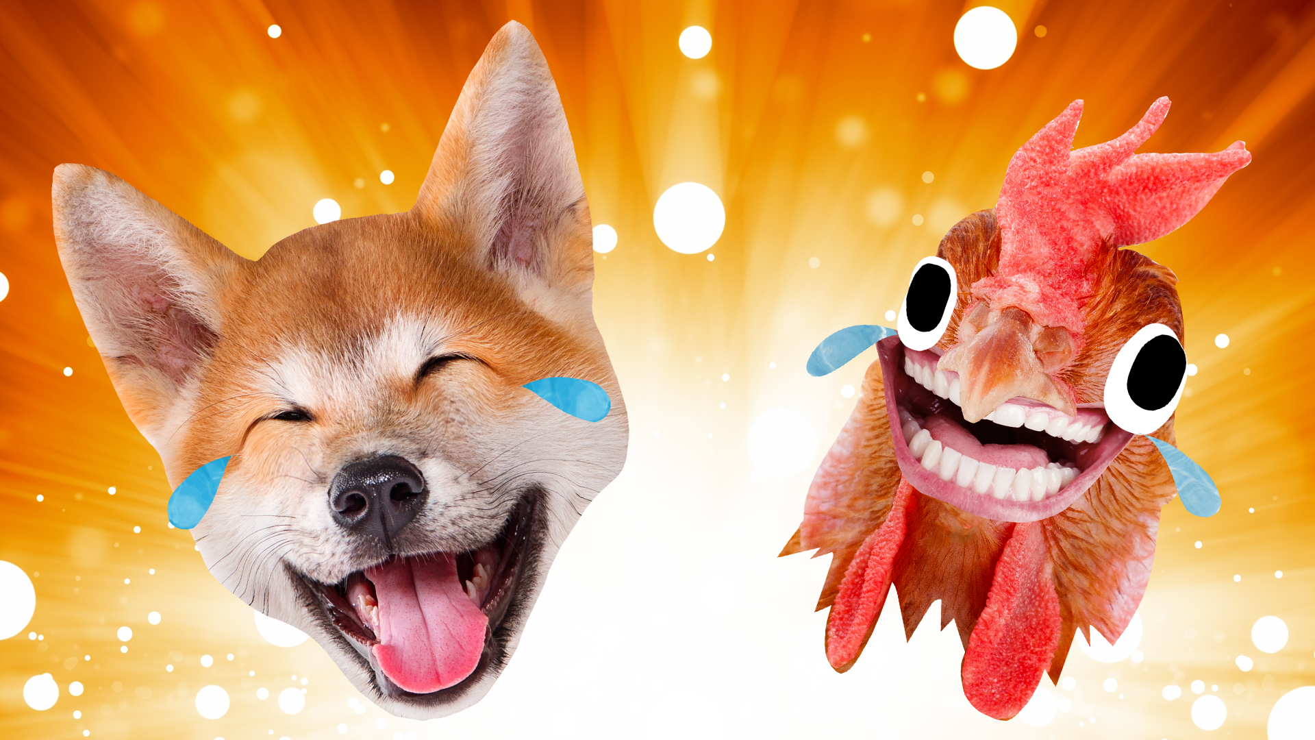 A dog and chicken laughing 