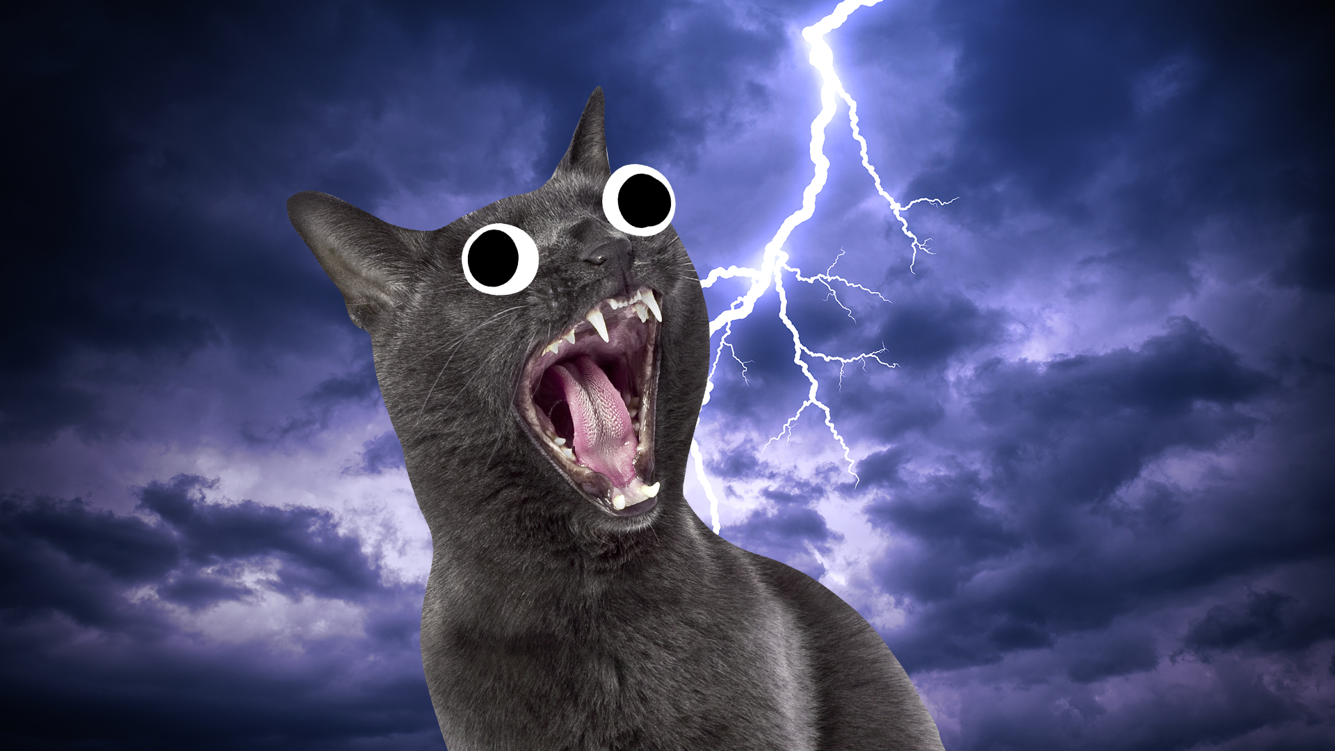 A cat at night with lightning storm in the background