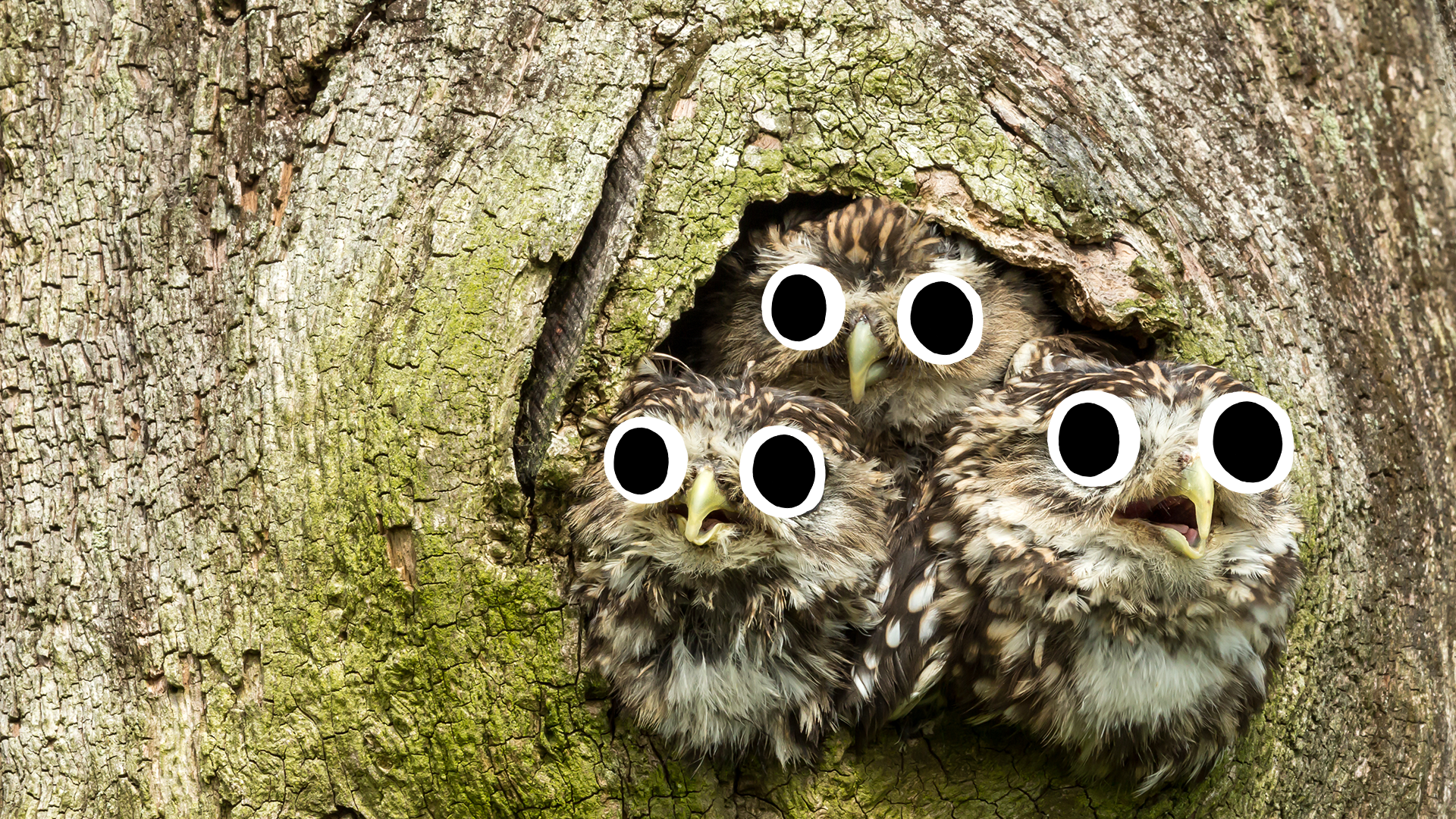 Baby owls looking out of a tree