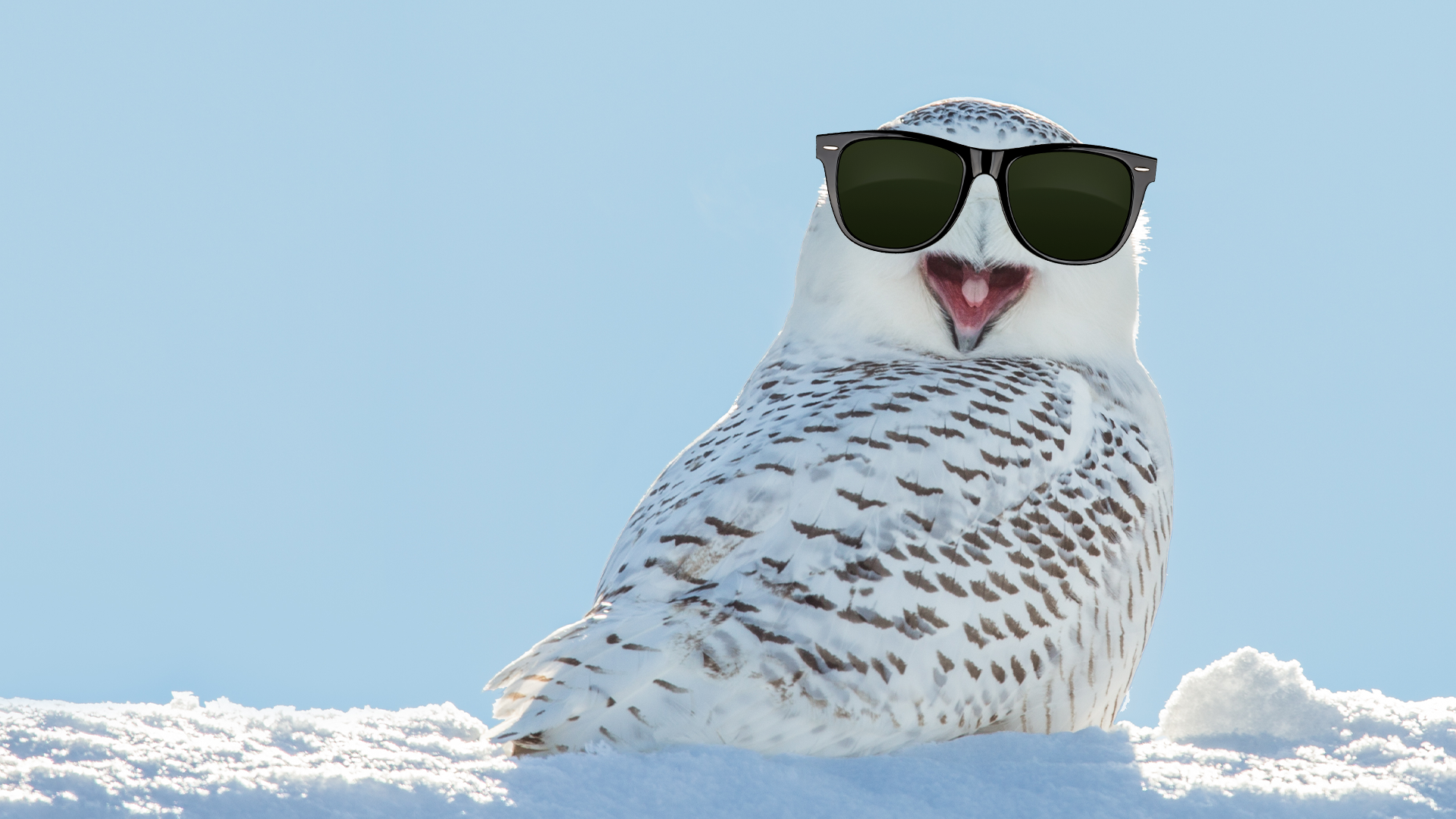 Cool looking snowy owl