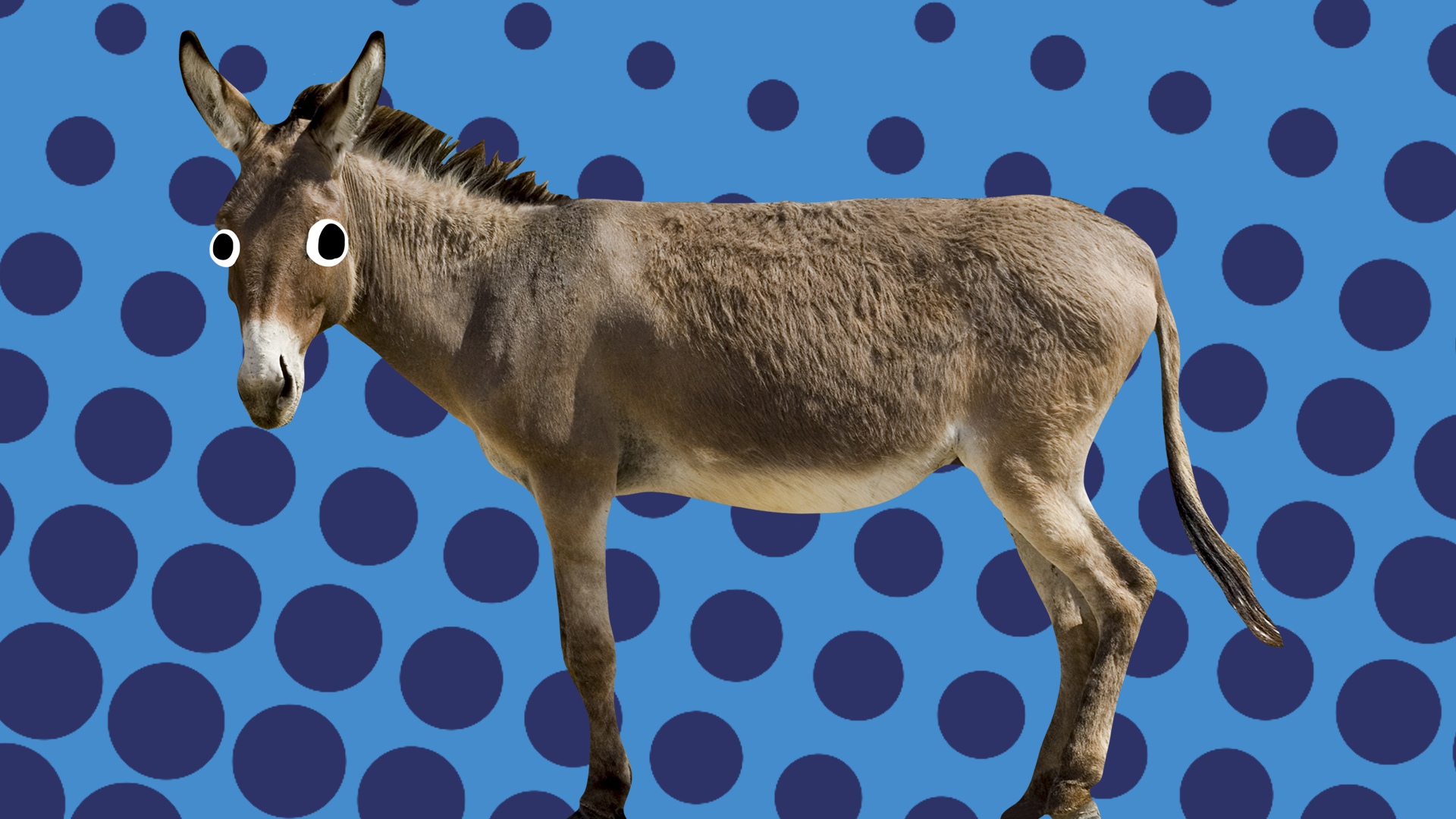 Donkey on blue background
