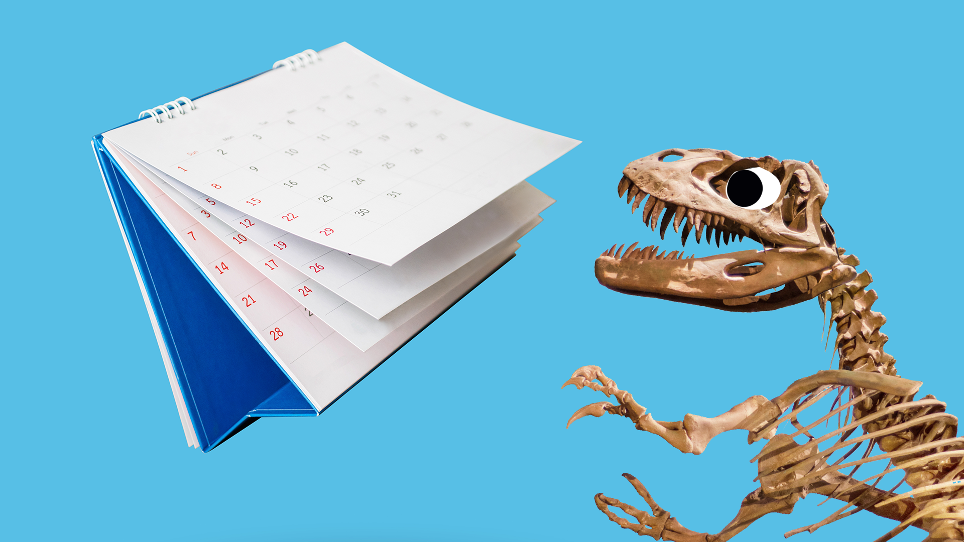 A dinosaur skeleton and a calendar 