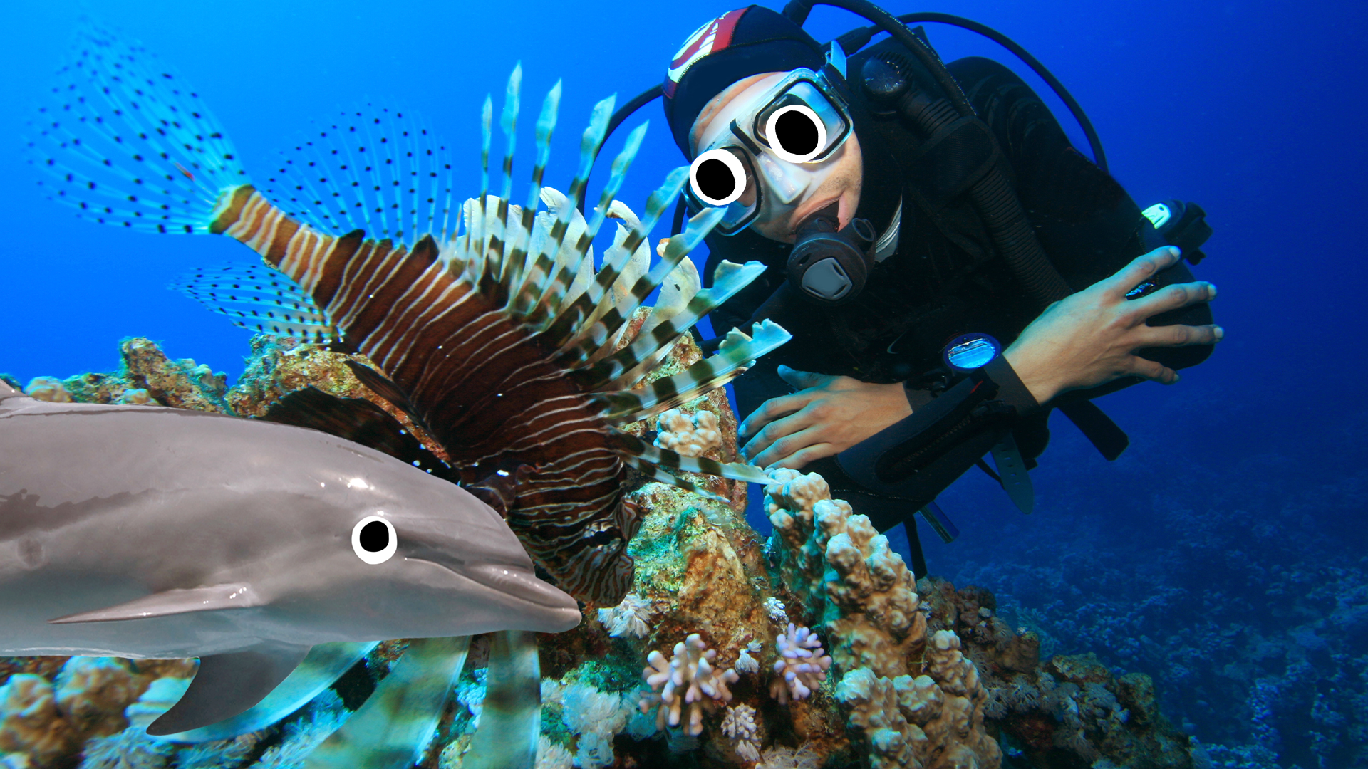 Scuba diver on reef and Beano dolphin