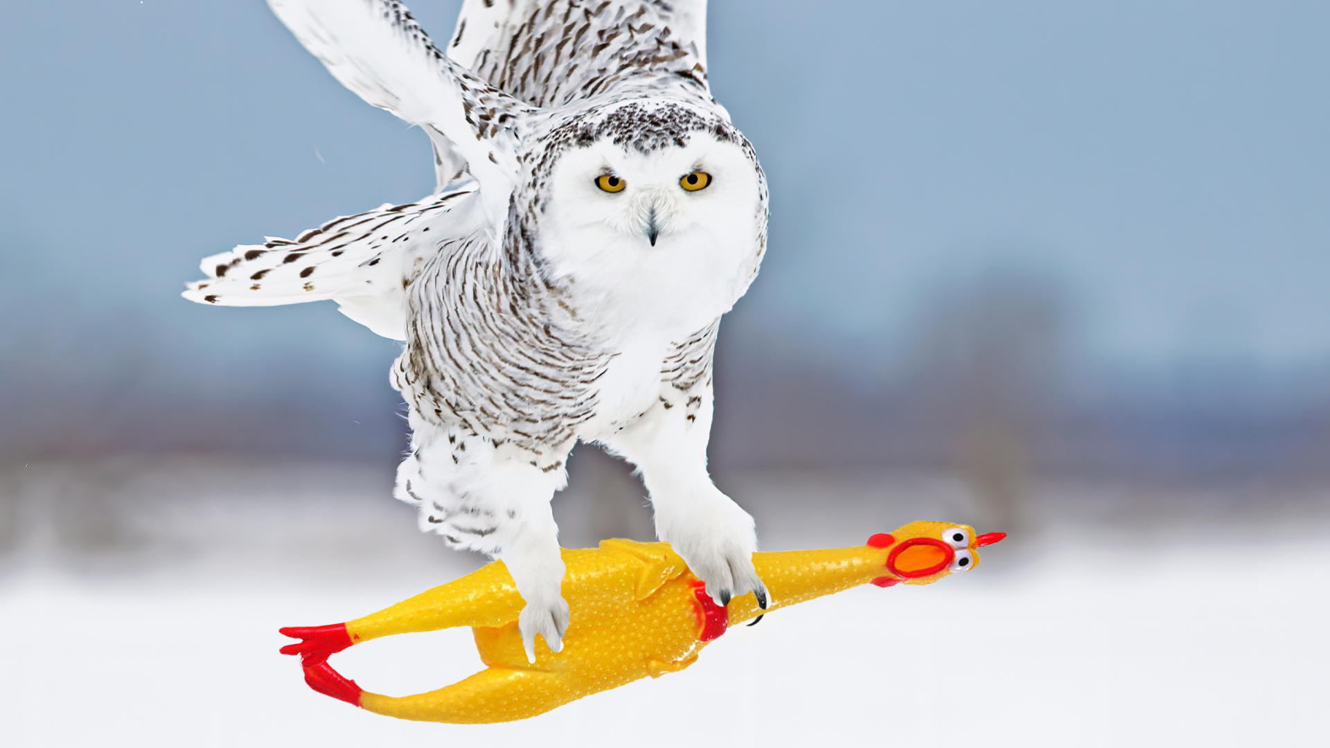 Snowy owl carrying a rubber chicken