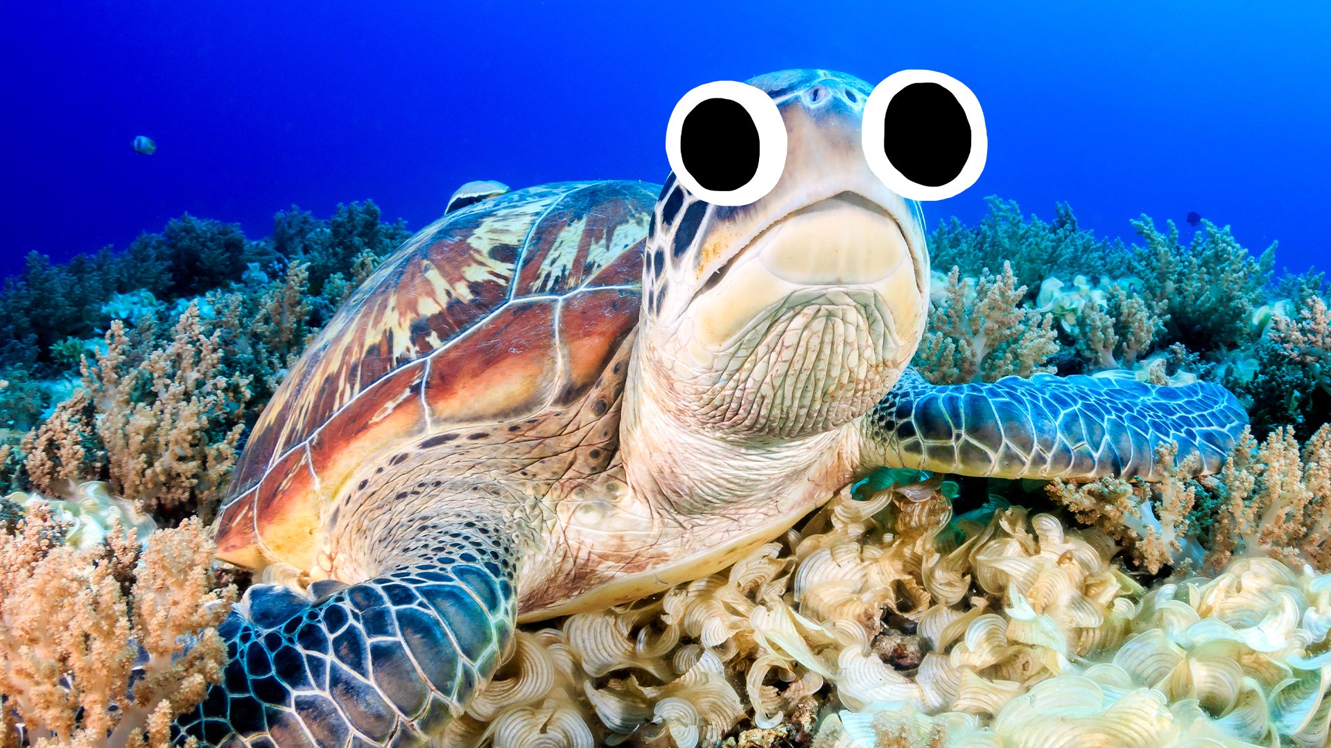 Sea turtle on reef