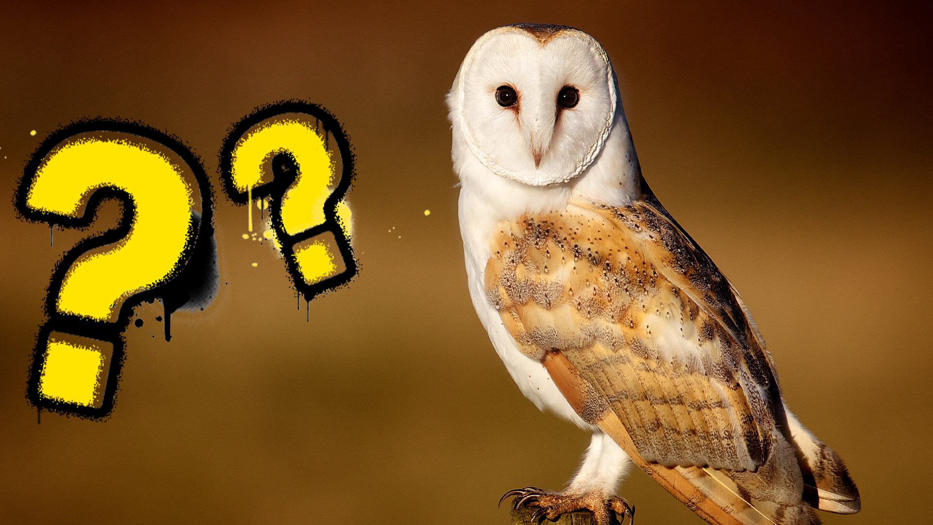 Owl and question mark