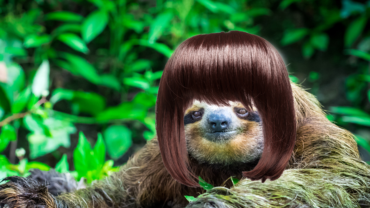 Sloth in a wig