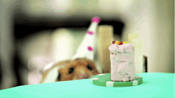 A hamster eating a slice of birthday cake