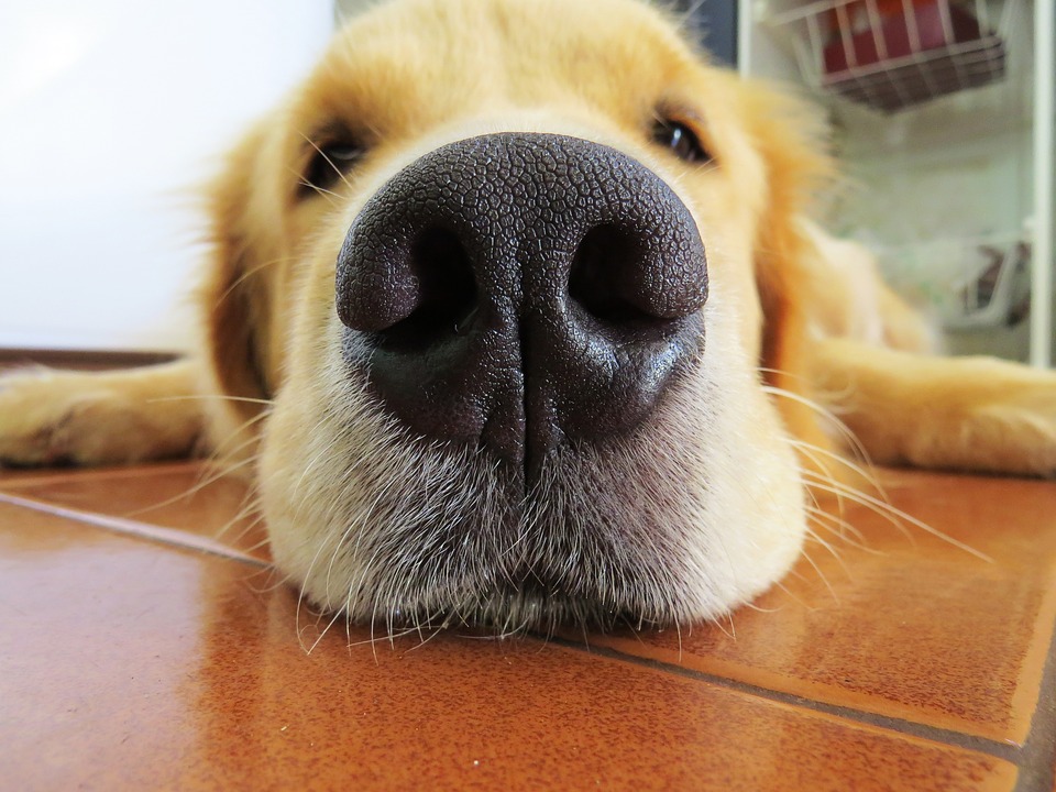 A close-up of a dog's nose 