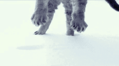 A cat falls into a bed of snow