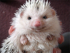 A hedgehog having a sniff