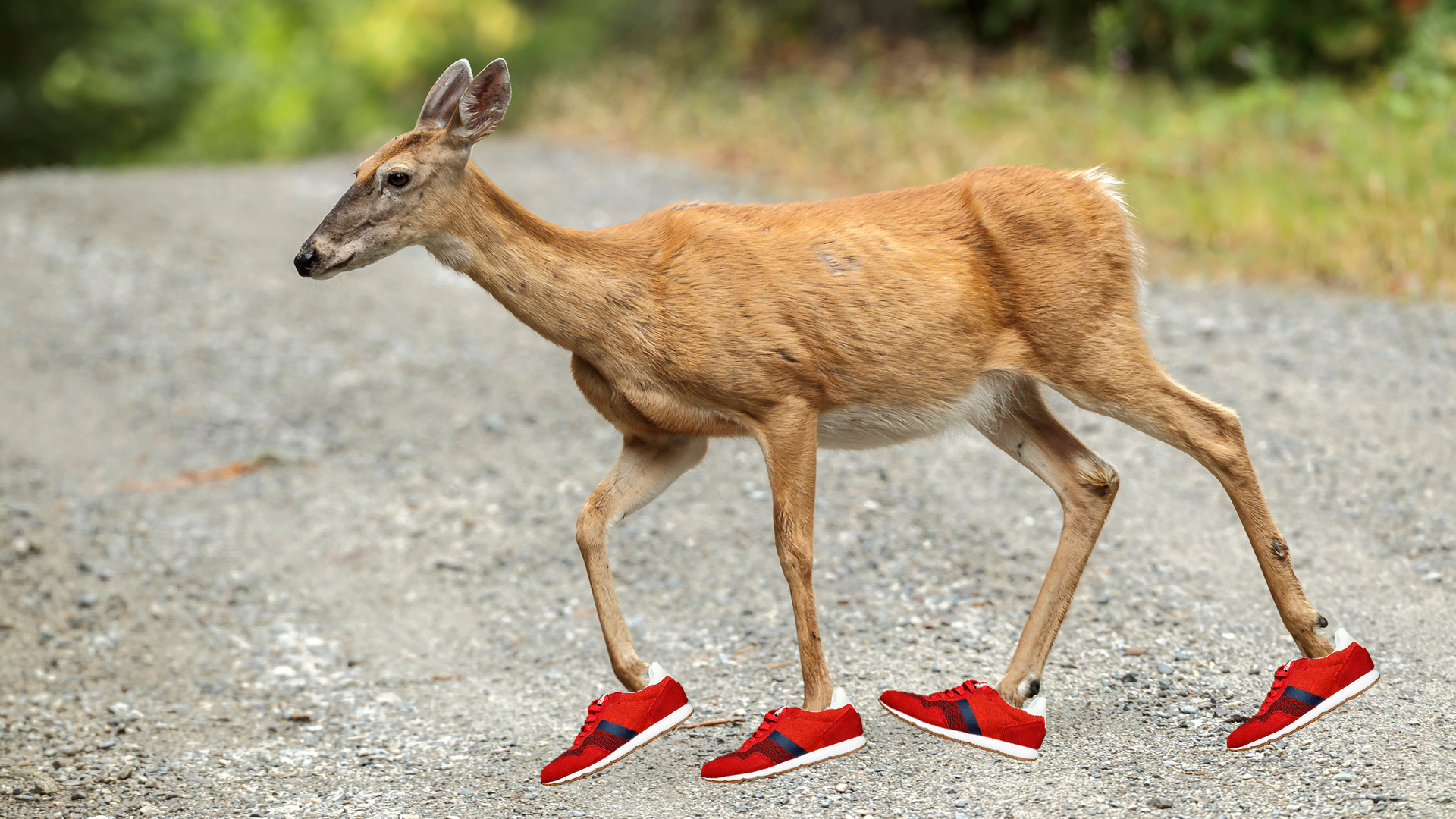 A deer wearing running shoes