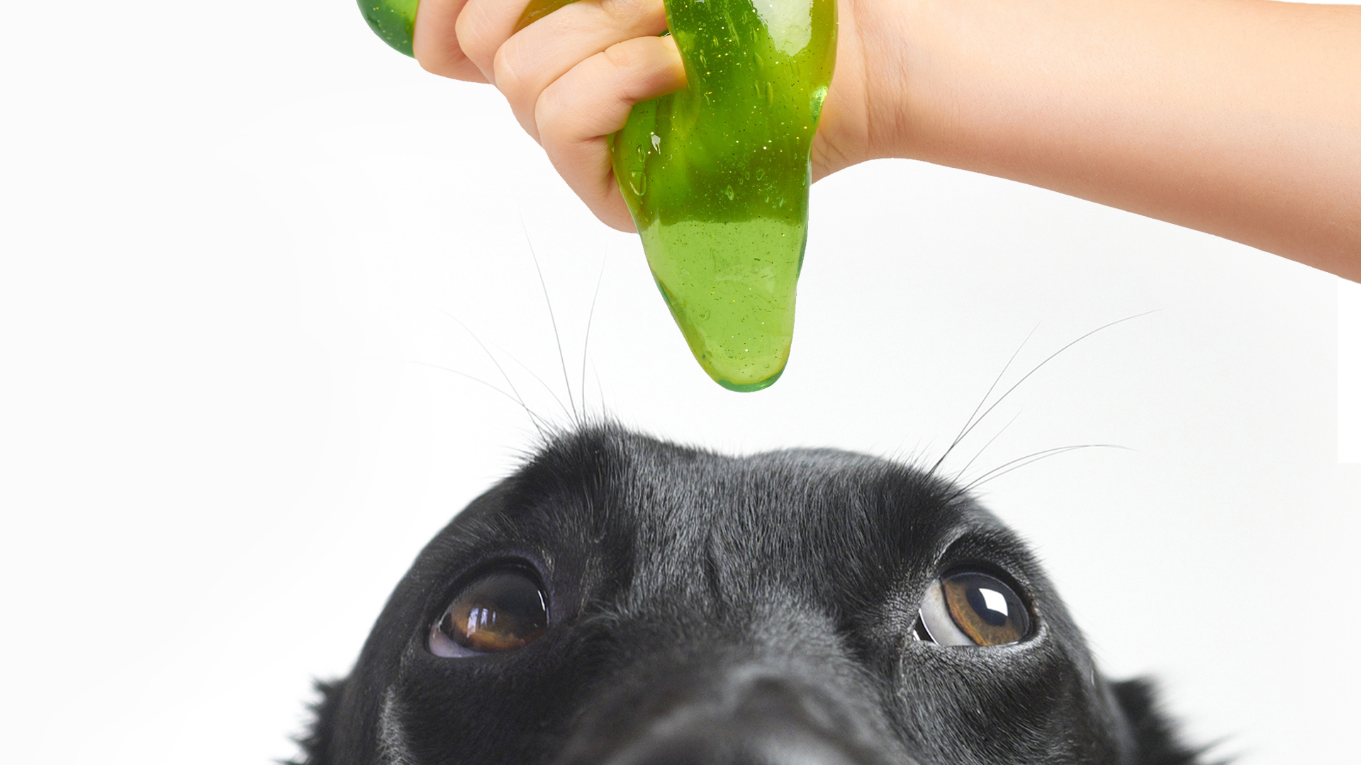 A dog about to get covered in slime