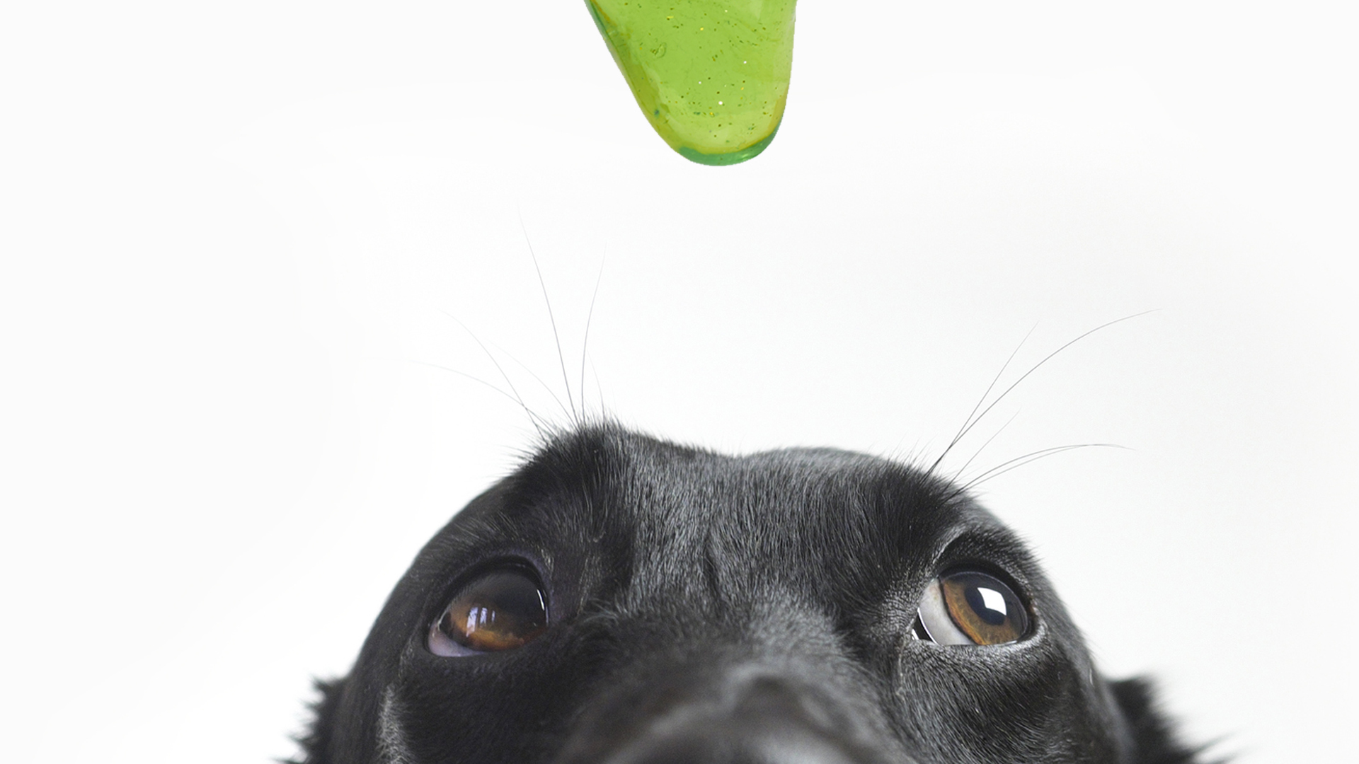 Slime dangles over an unimpressed labrador