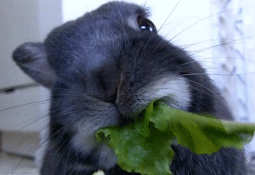 A rabbit munching on some leaves