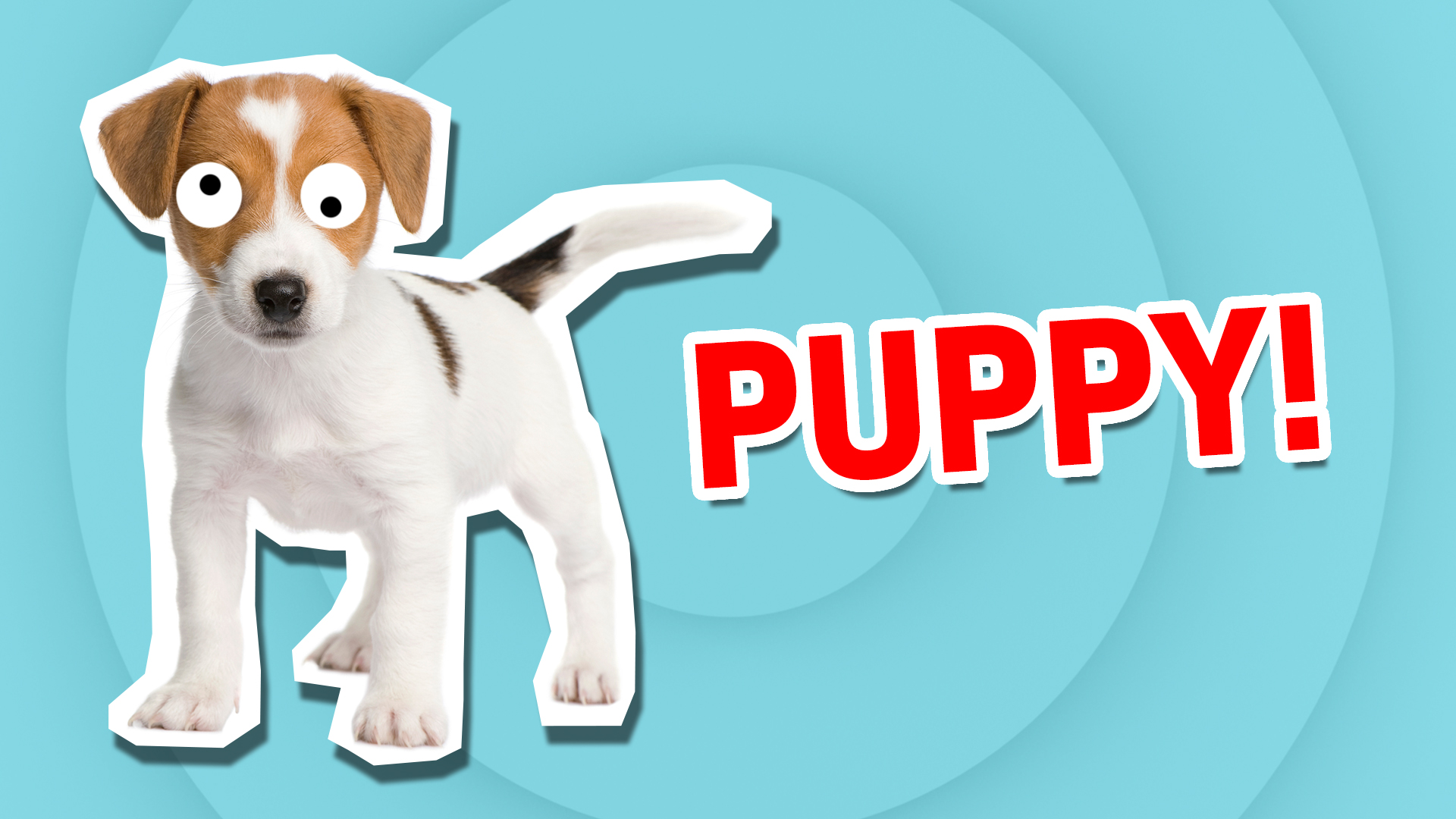 A puppy | What Cute Animal Are You?  | Which Cute Animal Are You?