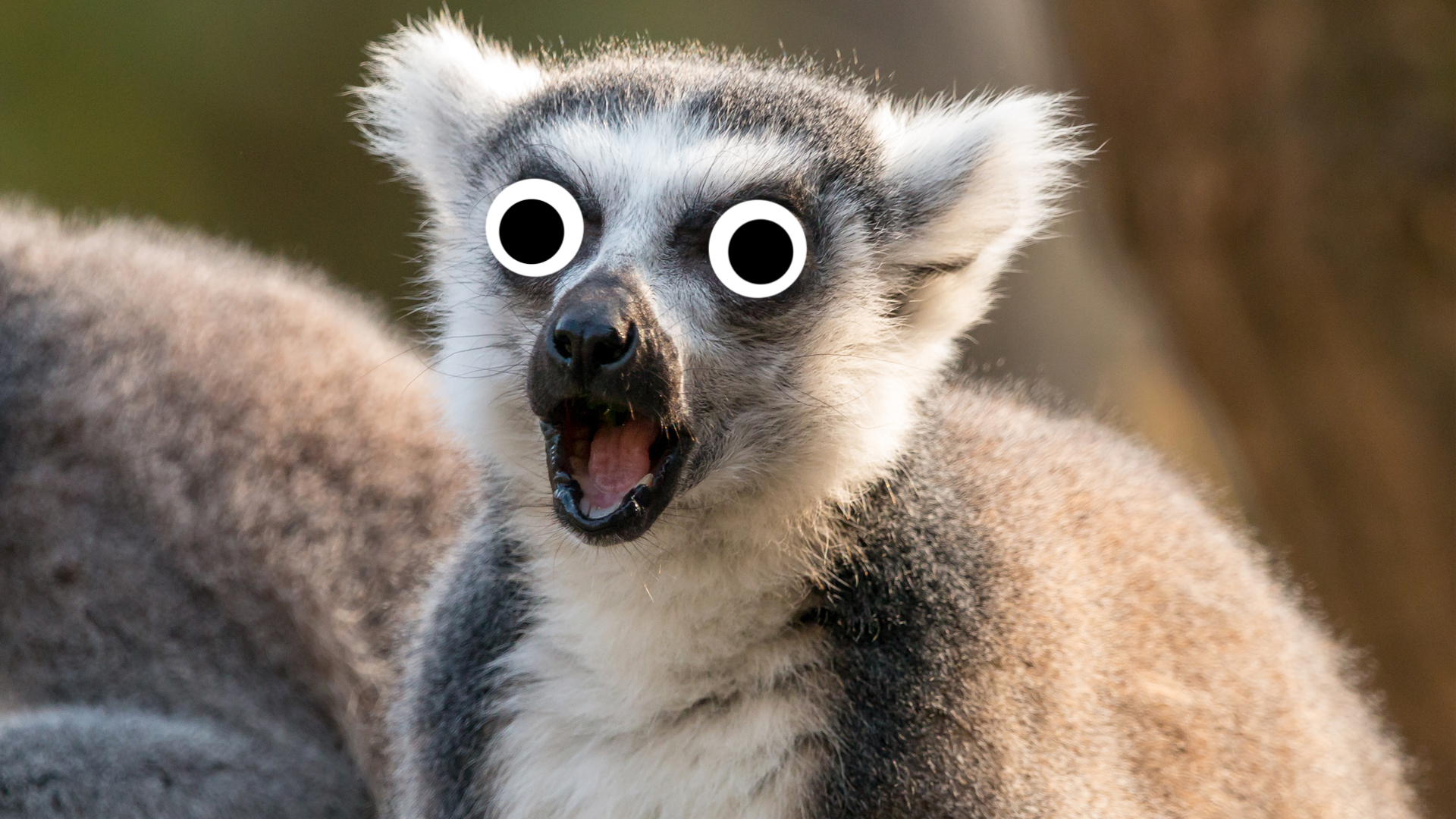 A ring-tailed lemur looking shocked 