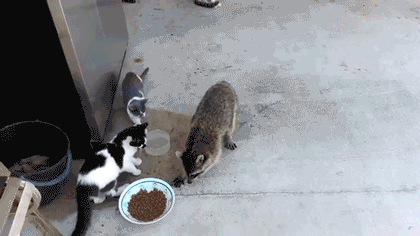 A racoon stealing some cat food