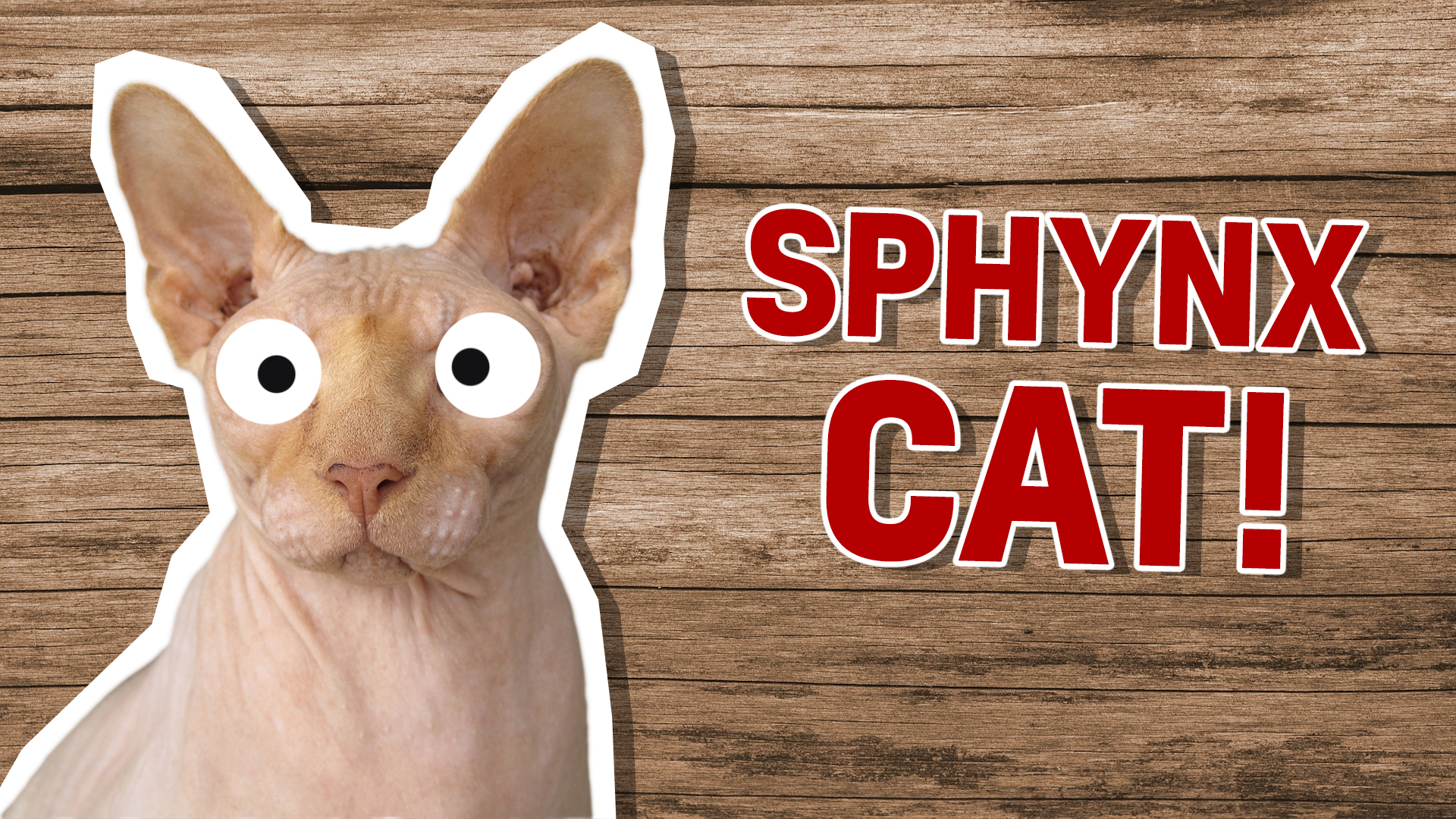 Sphynx cat