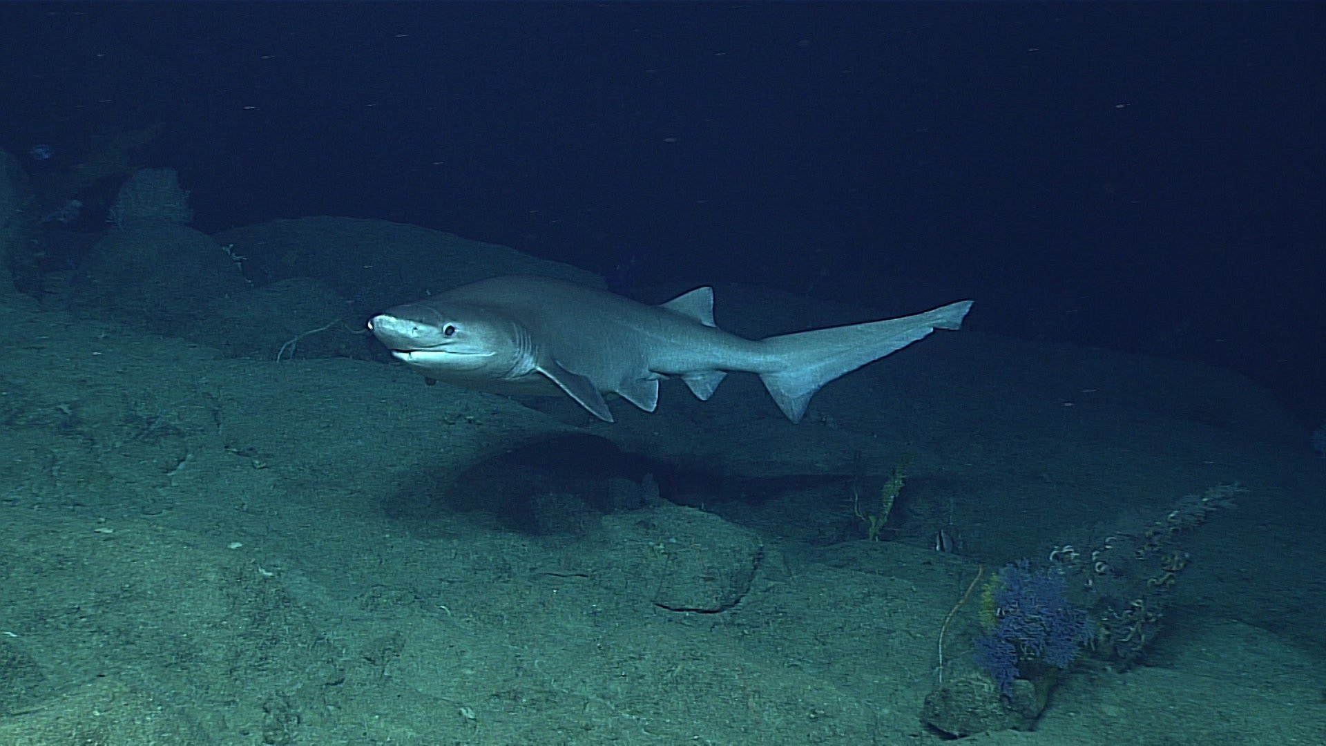 A bluntnose six gill shark