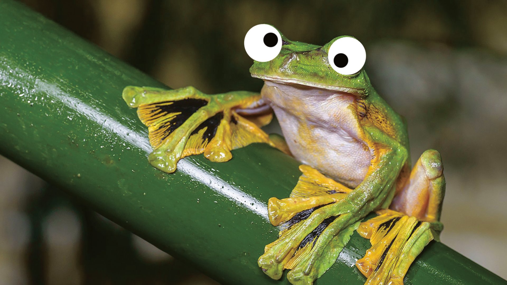 Wallace's flying frog or the Abah River flying frog 