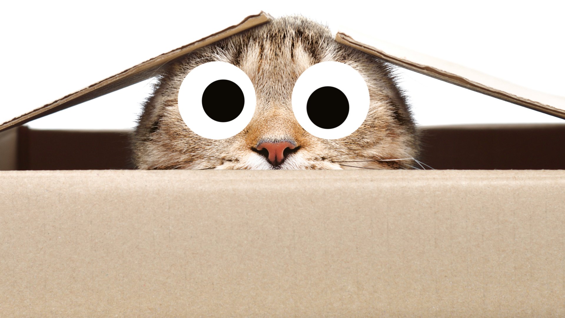 A cat in a box