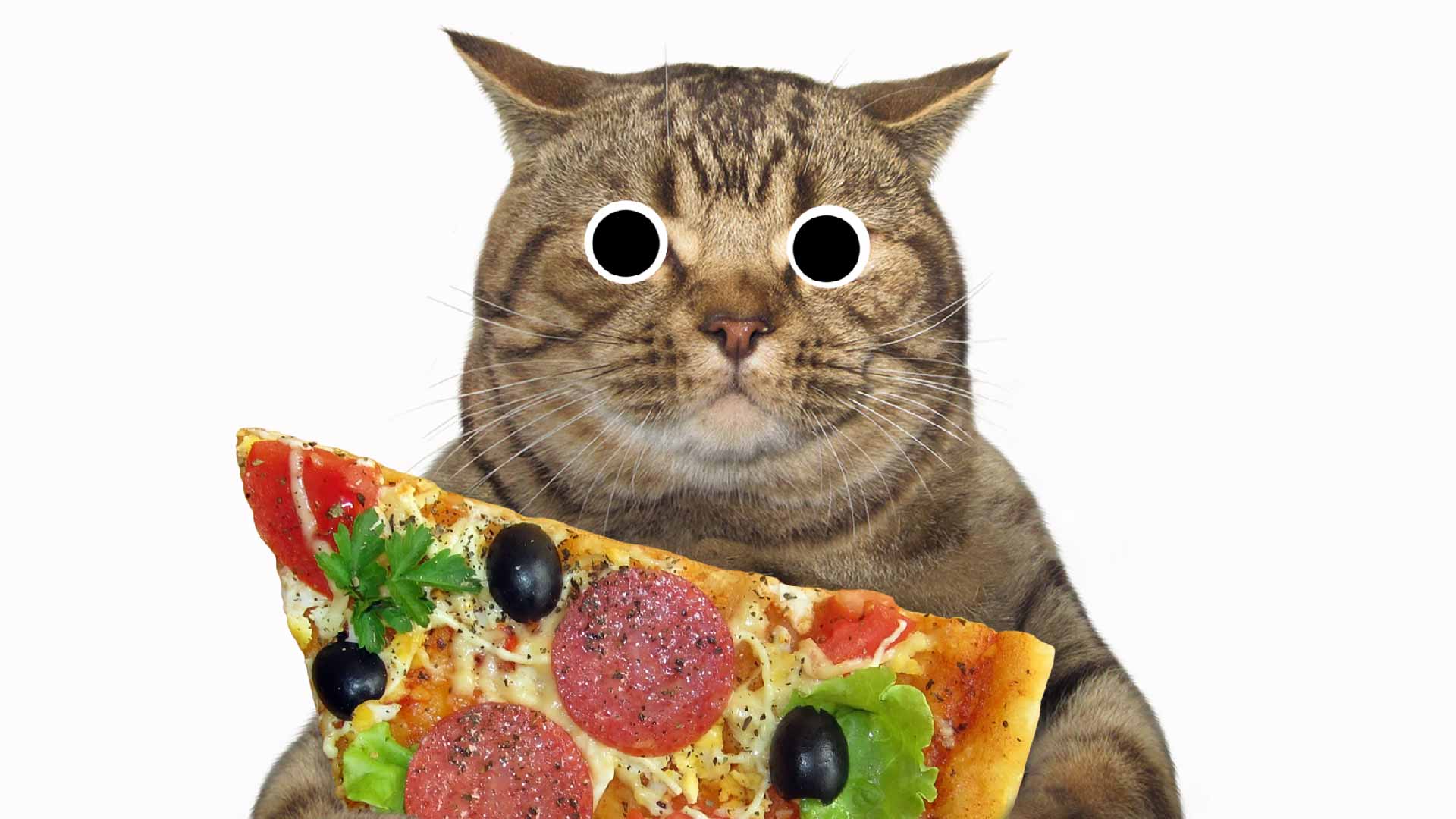 A cat with a slice of pizza