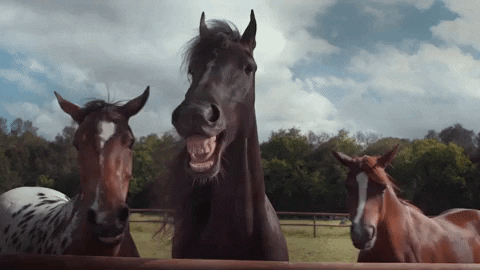 Three horses chuckling at a joke