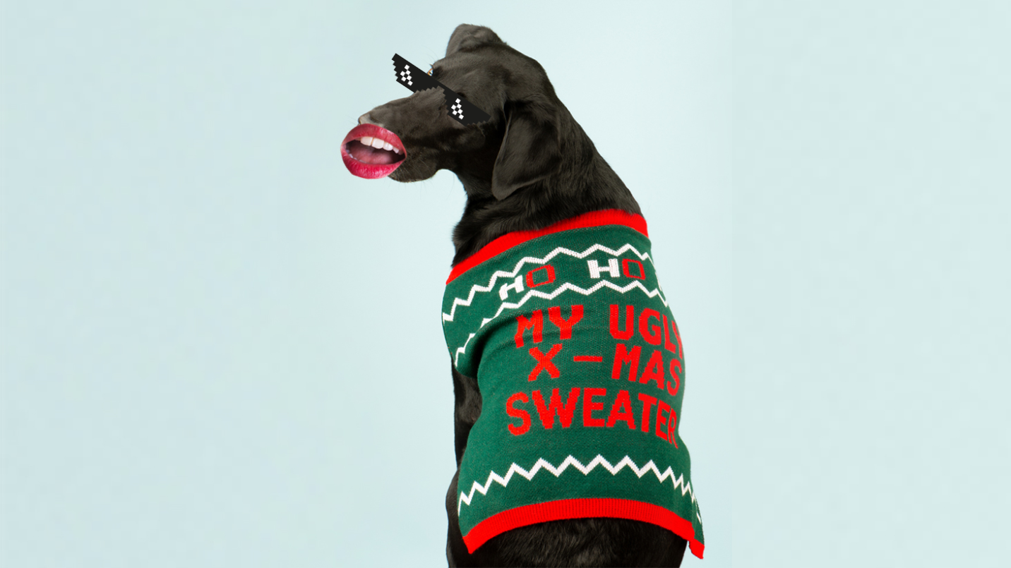 A dog in a Xmas jumper
