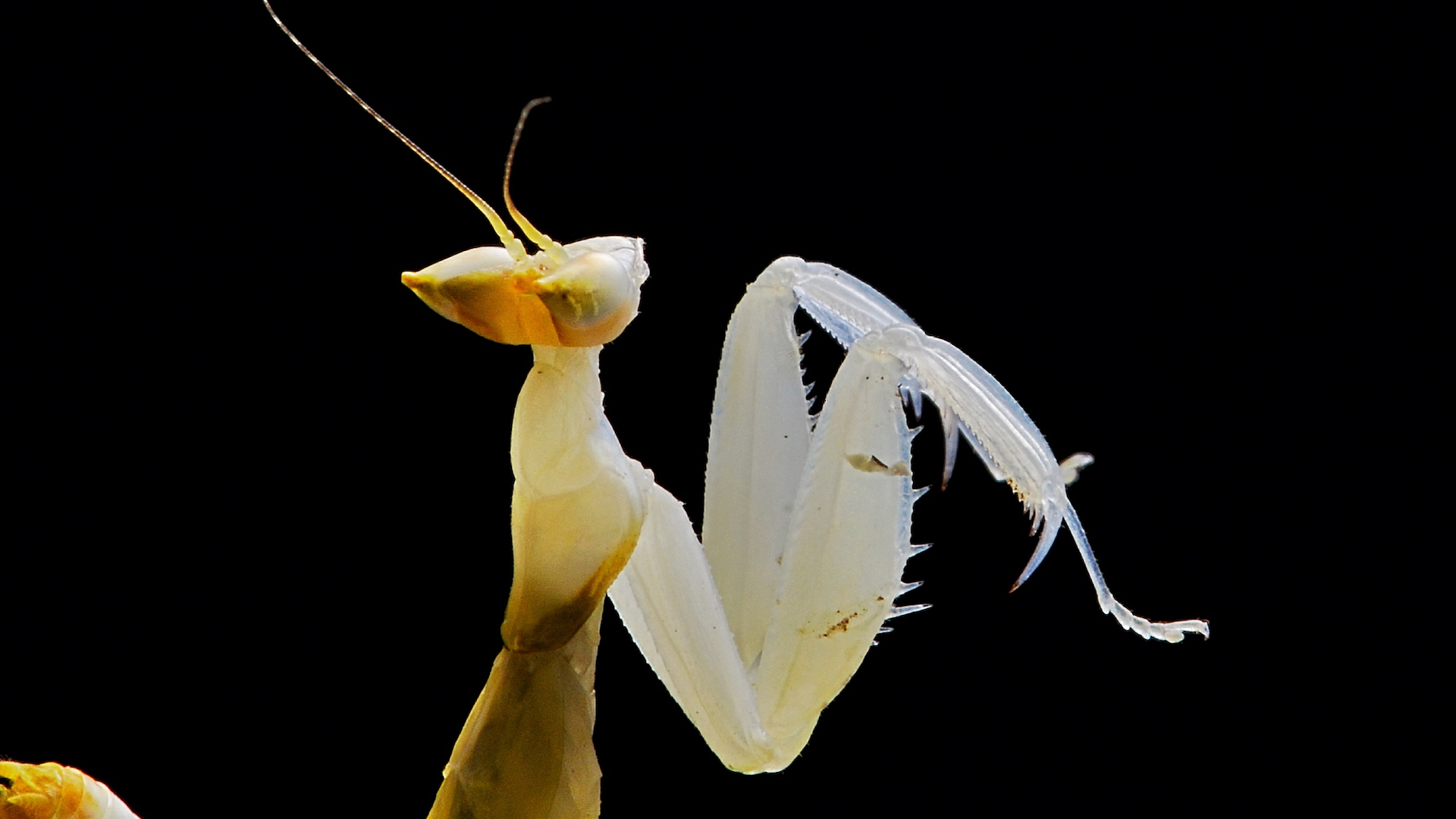 Orchid Praying Mantis