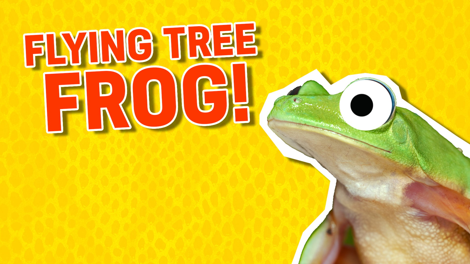A flying tree frog