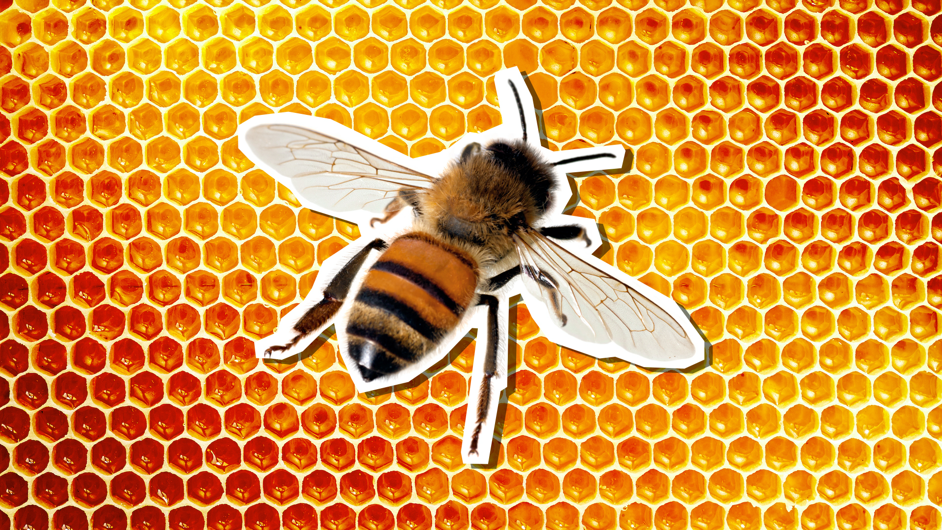 A bee on some honeycomb
