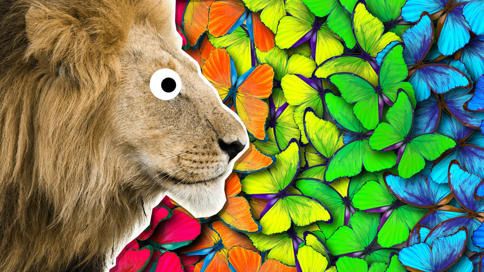 A lion looking at colourful butterflies